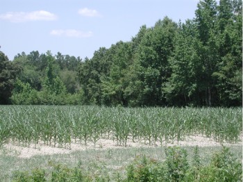 late corn crop